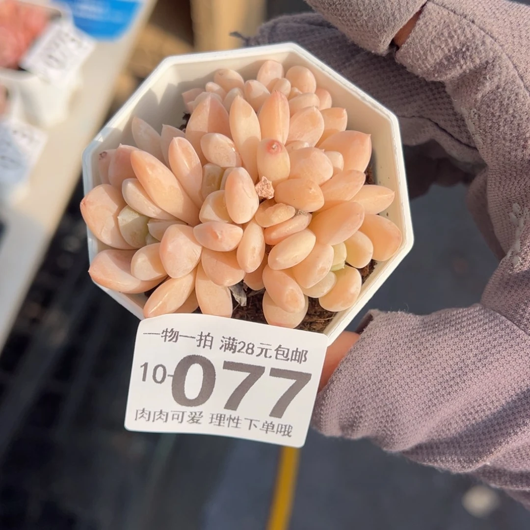 阮玲玉多肉多肉多肉多肉