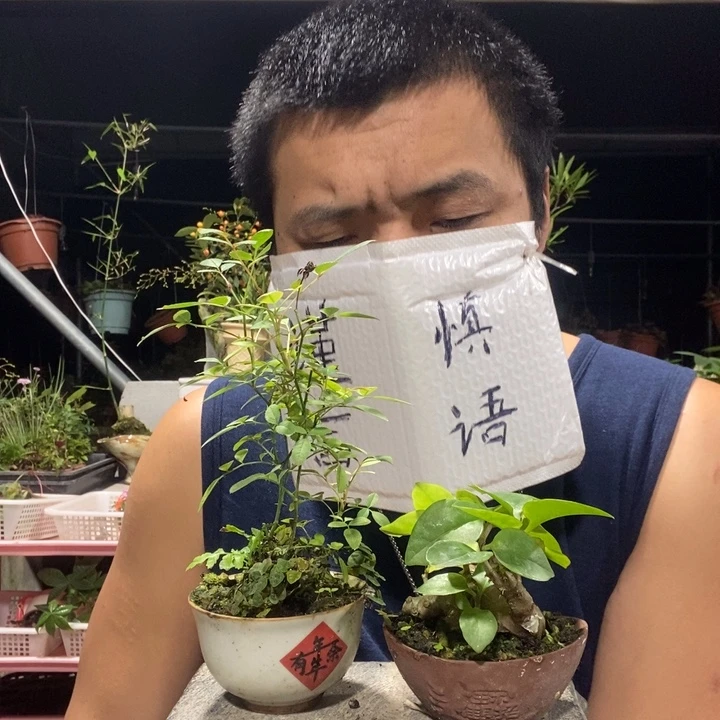 以实际为准盆景绿植盆栽13