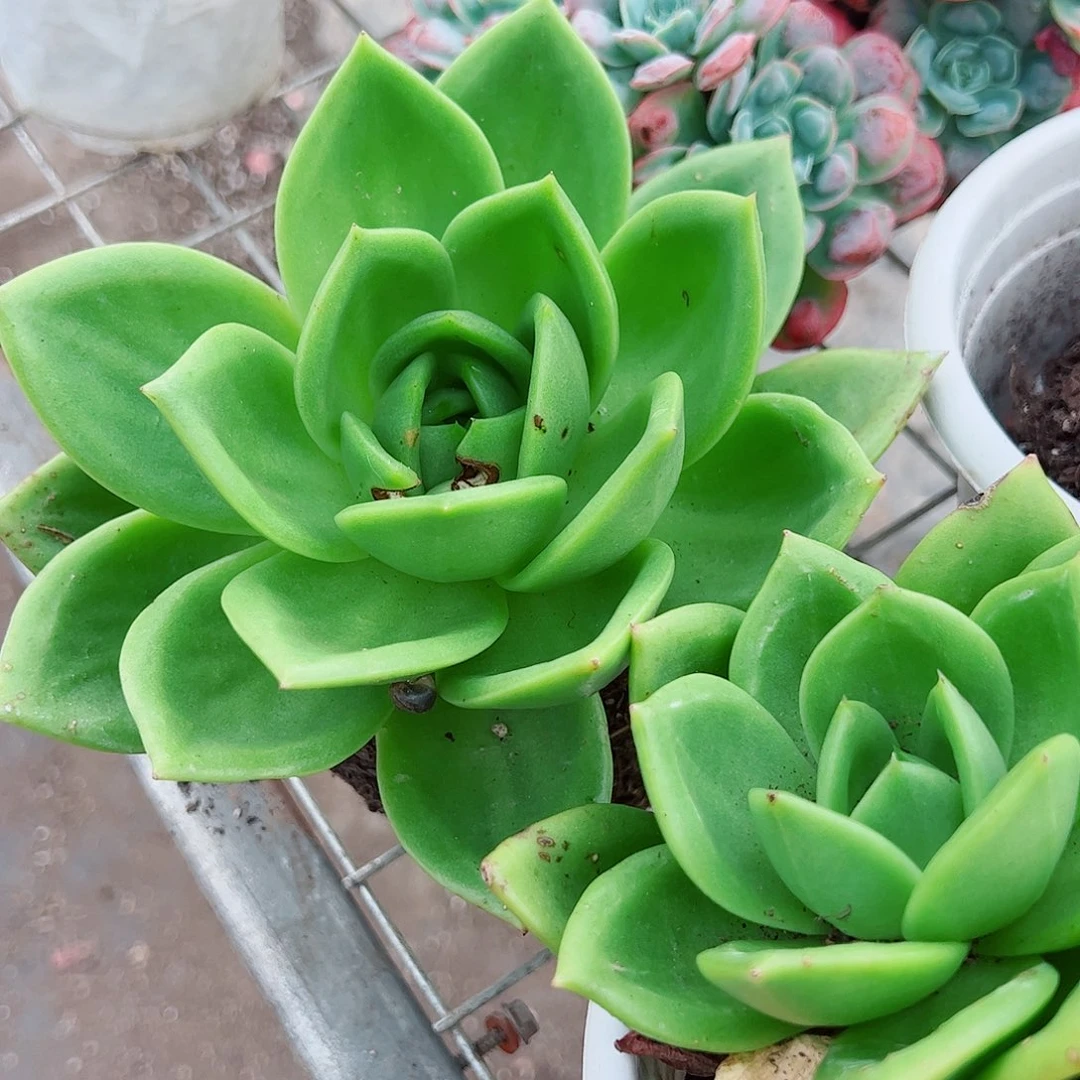 翠花大单头精品特价