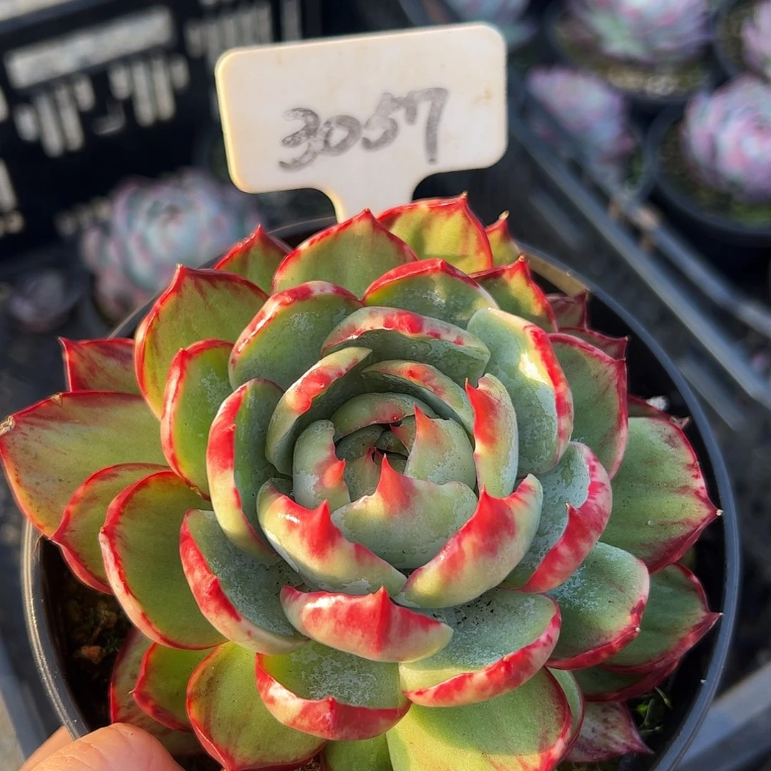 惊鸿仙子一物一拍3057号