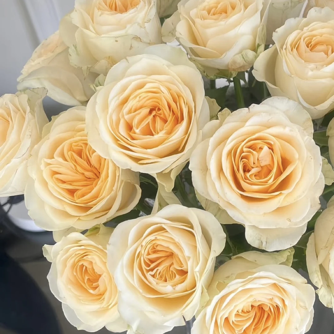 奶油杯玫瑰云南鲜花基地直发