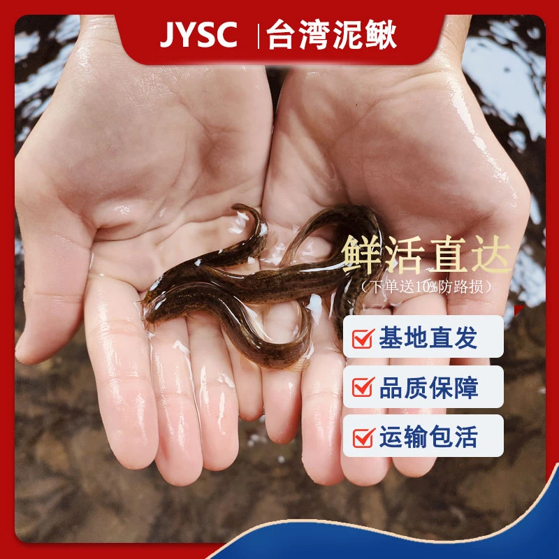 鲜活小泥鳅活体喂宠放生路亚 乌龟龙鱼虎鱼鳜鱼翘嘴饵料