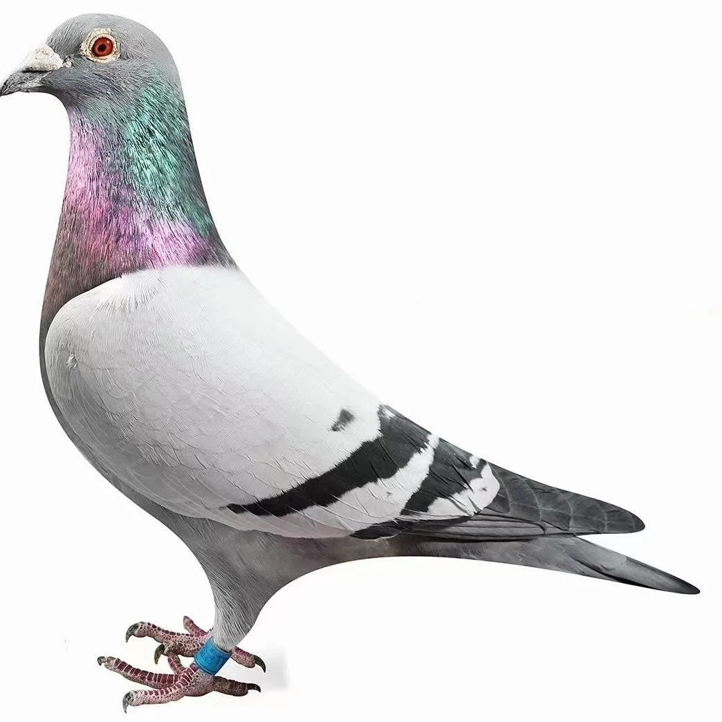 比利时圆环赛鸽雌鸽血统成绩鸽