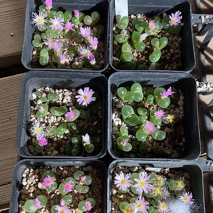 27328。  一盒。 粉樱花。