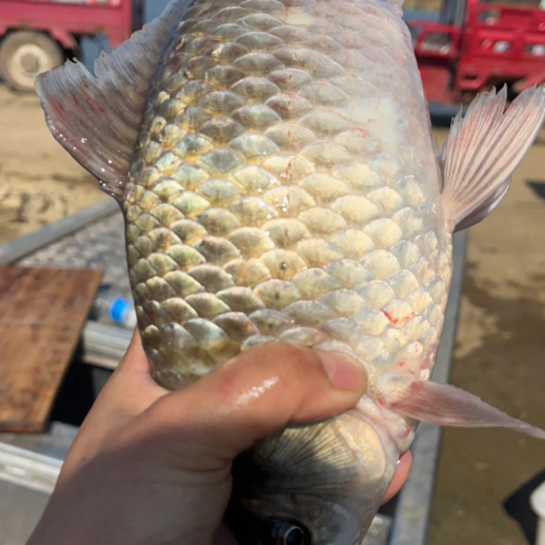 P拍下改价链接野生鱼好吃营养美味