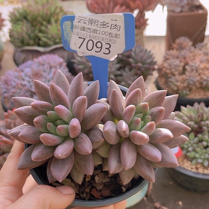 7093水晶球。