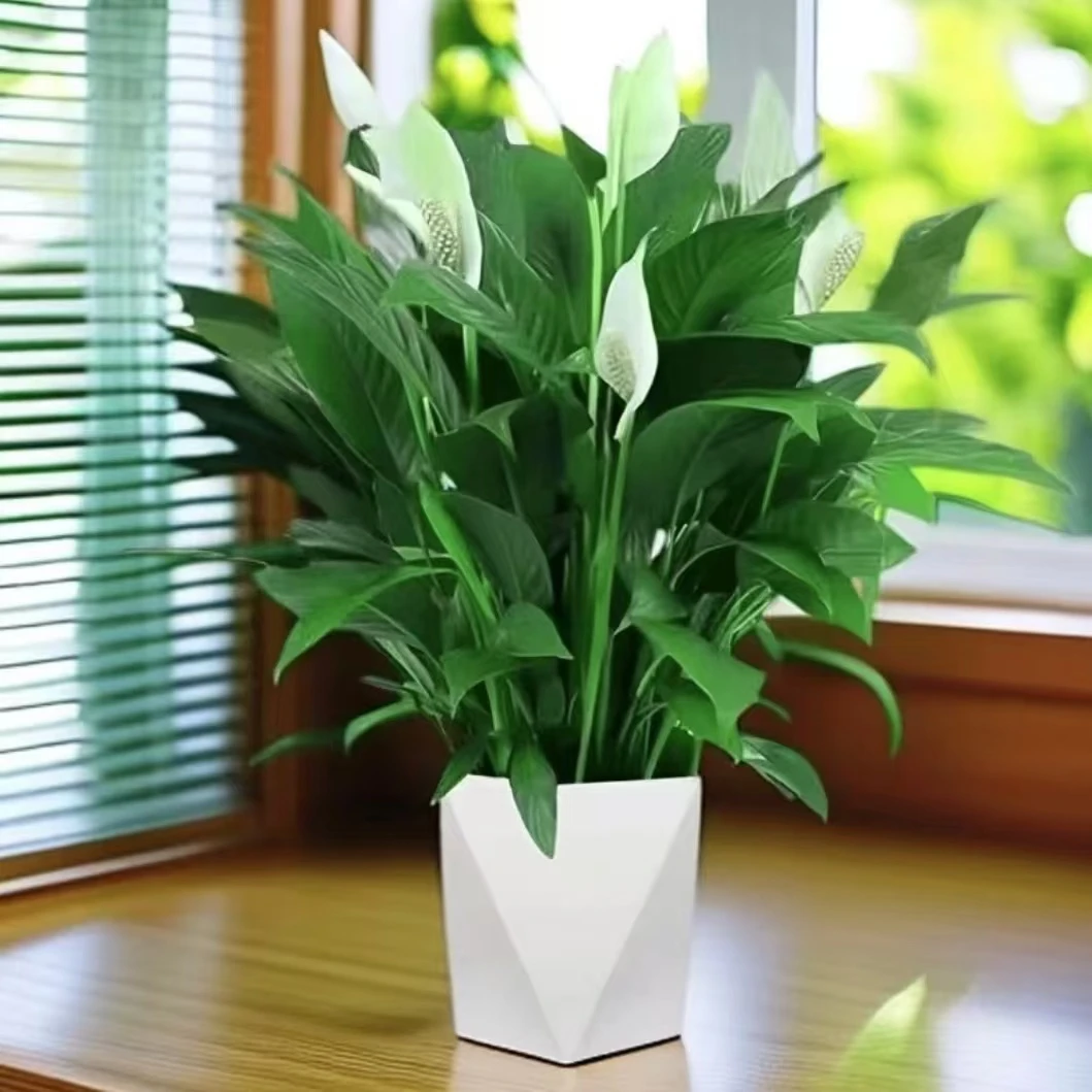 Z白掌盆栽花卉植物带花阳台绿植客厅摆放吸甲醛四季好养