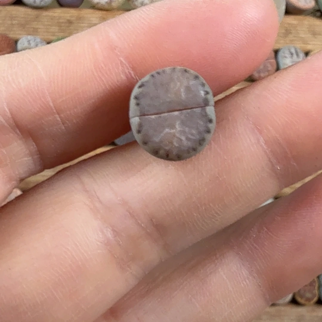 特价378蓝饼干。