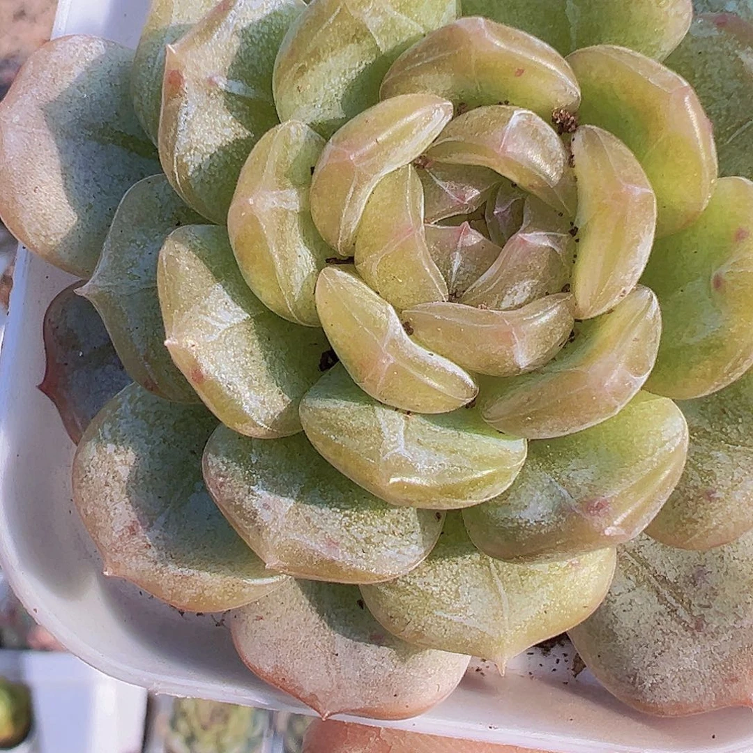 大白恋单头19包邮多肉