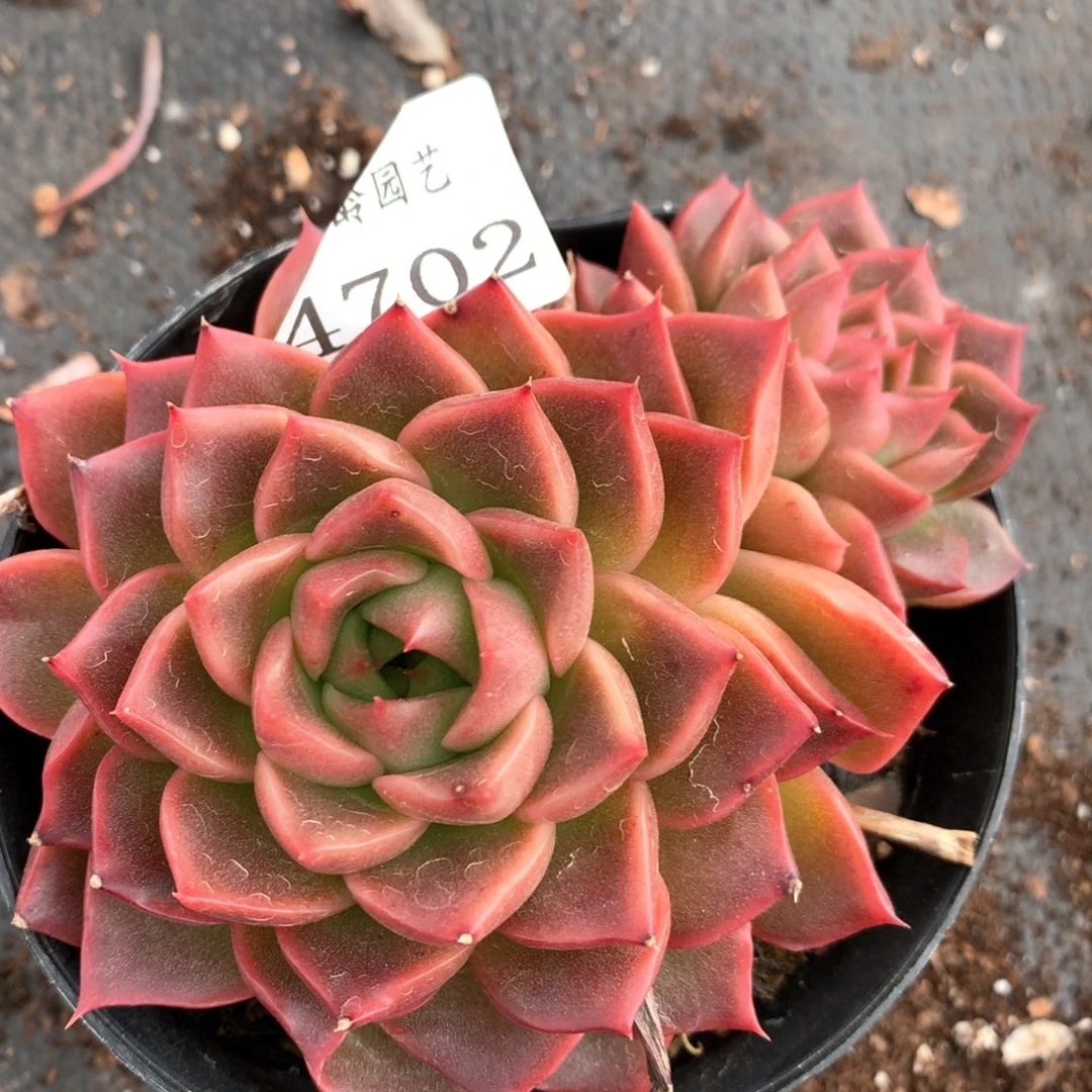 47029杂交多肉植物