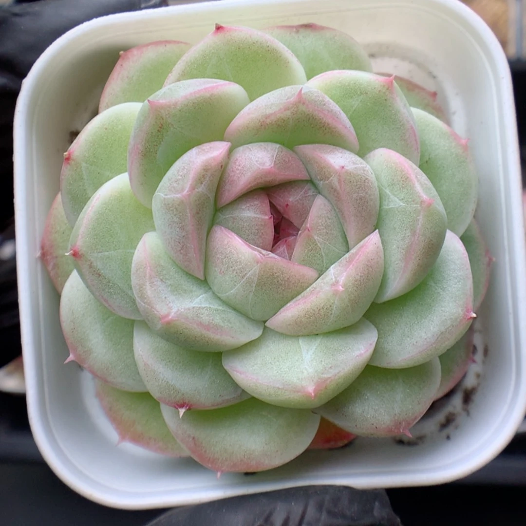 多肉植物。  麦秆52