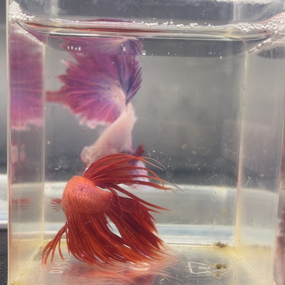 斗鱼可博泰斗092825