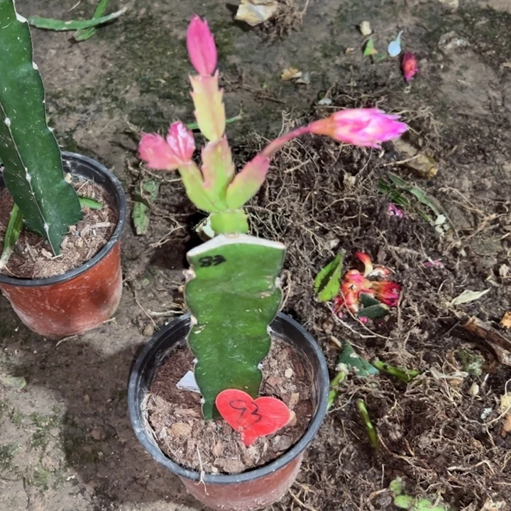 苏***当前无花栽培后可以开花083  93