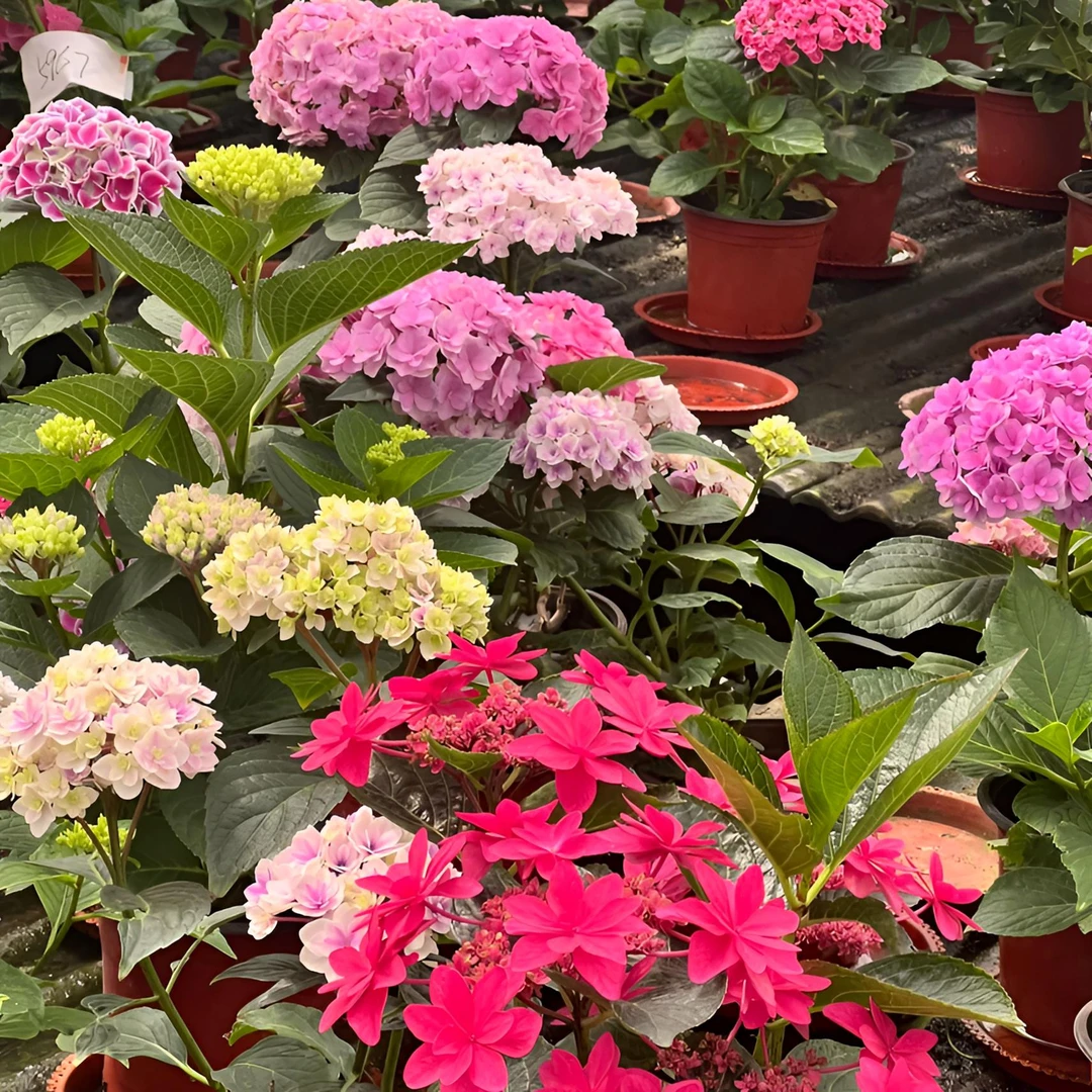 稀缺绣球一物一拍大促！