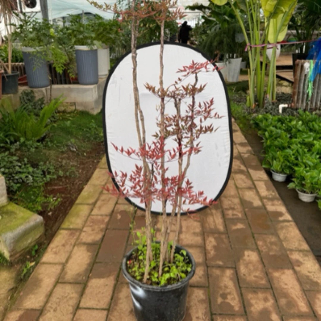 网红南天竹绿植花卉