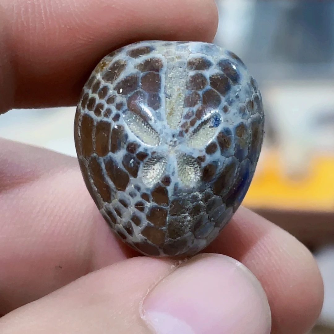 马达加斯加红色海胆化石