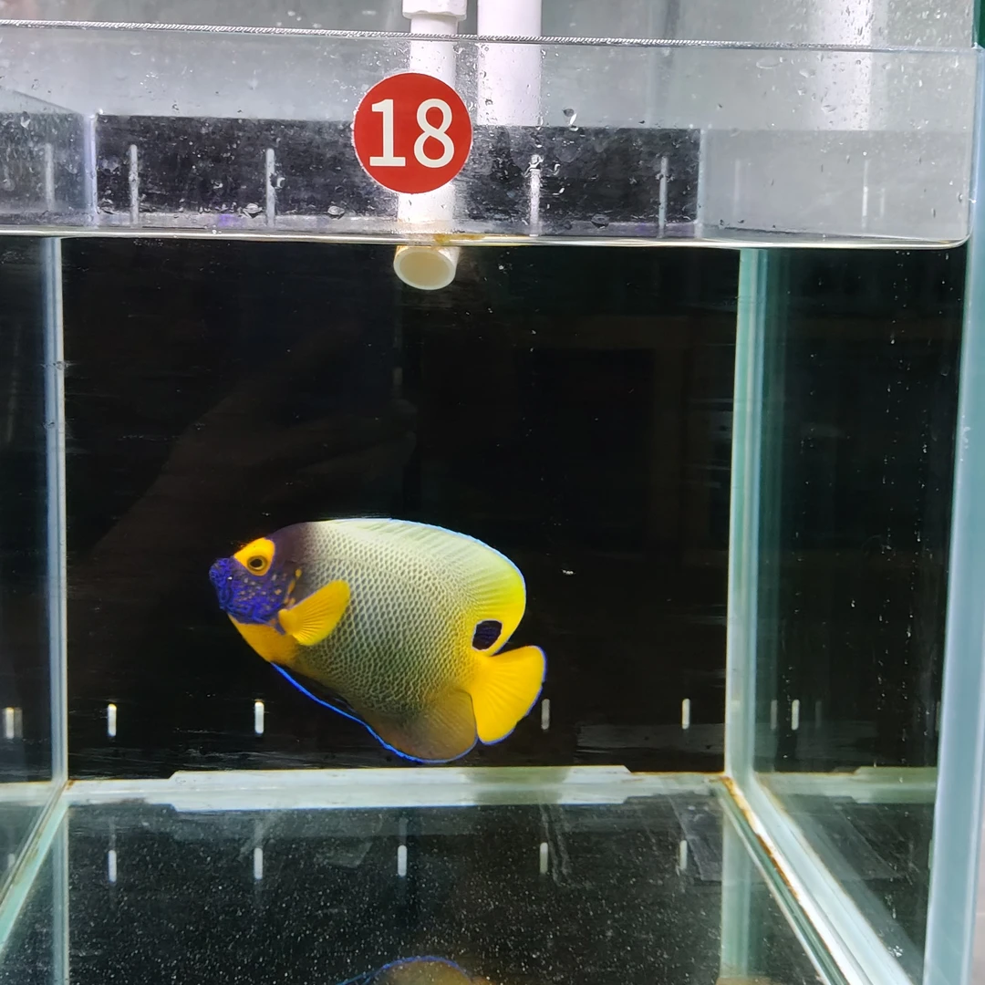 海水鱼皇后神仙蓝面神仙秒颗粒状态