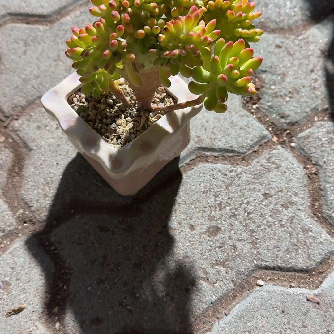 春梦缀化带盆多肉植物