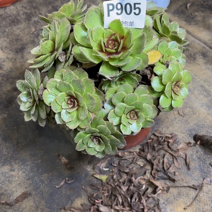 牵***步瑞妈多肉园艺905。干枯玫瑰