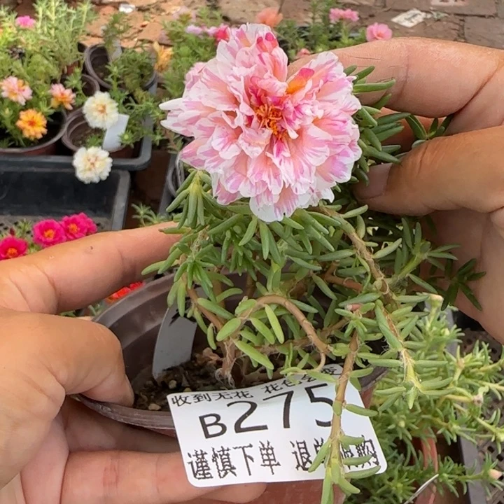 当前无花朵，栽培后可花朵  B275超小苗盆口10cm