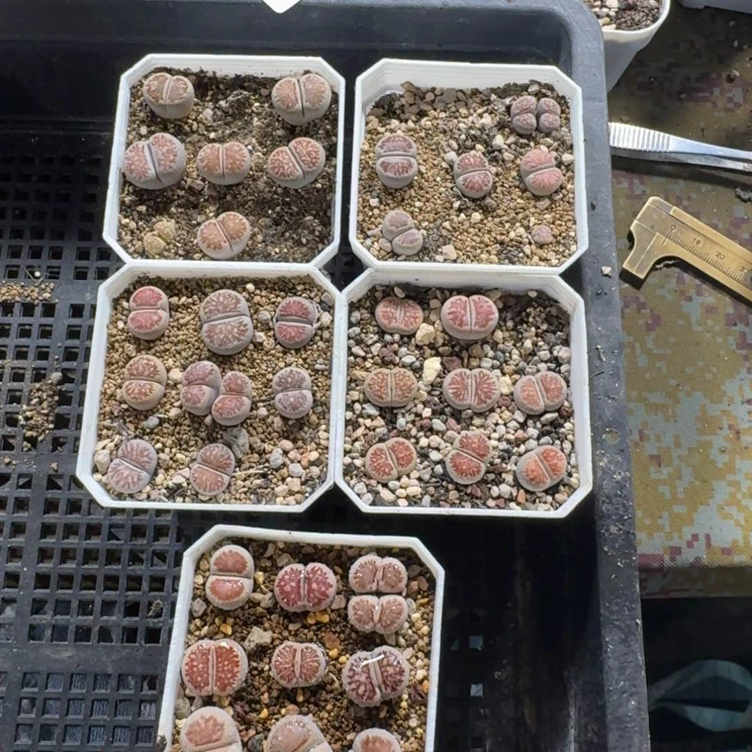 981。 五盒漂亮菊。带盆土发货。