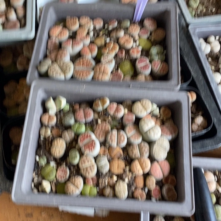 重***影生石花等植物的生长931