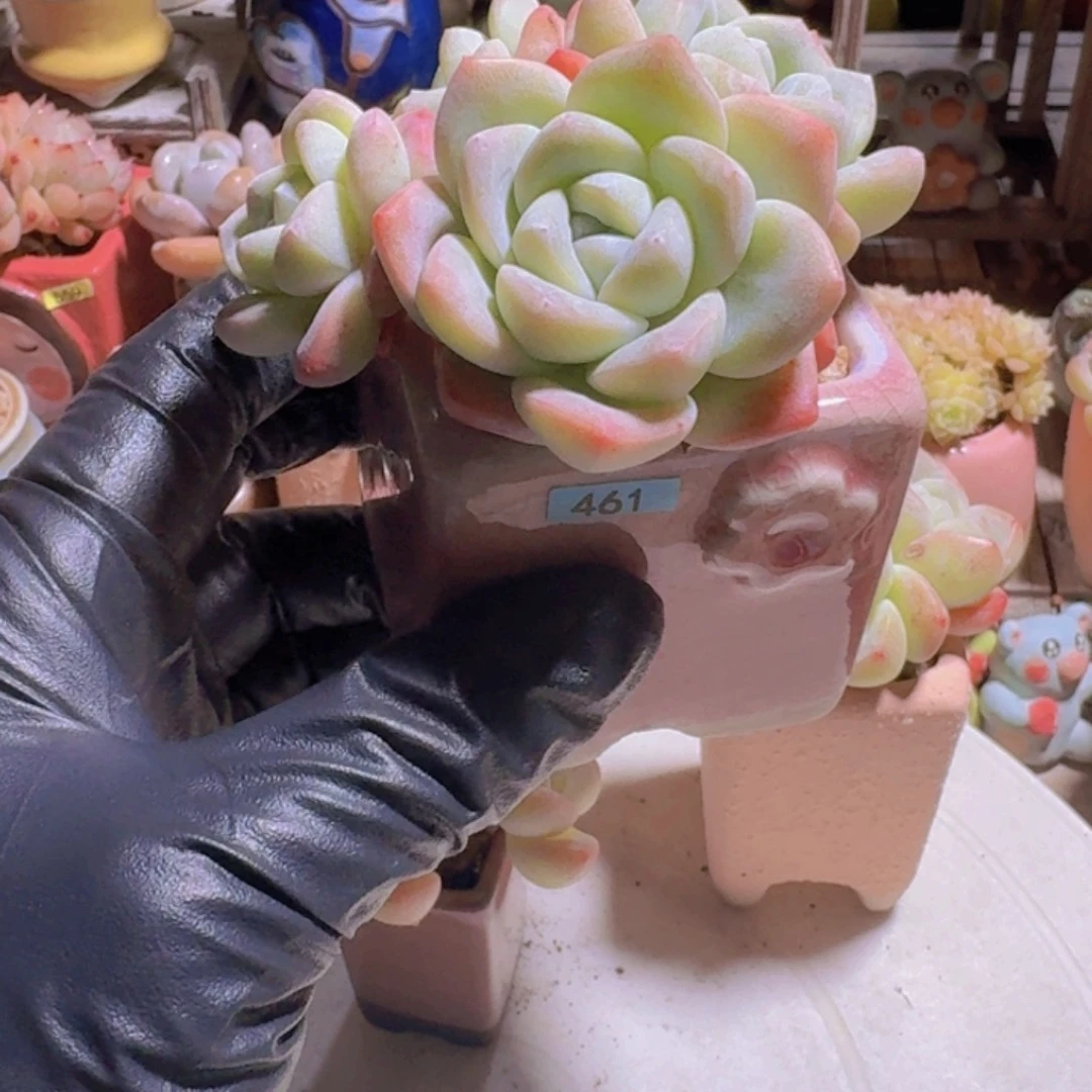 川***敷一物一拍编号461