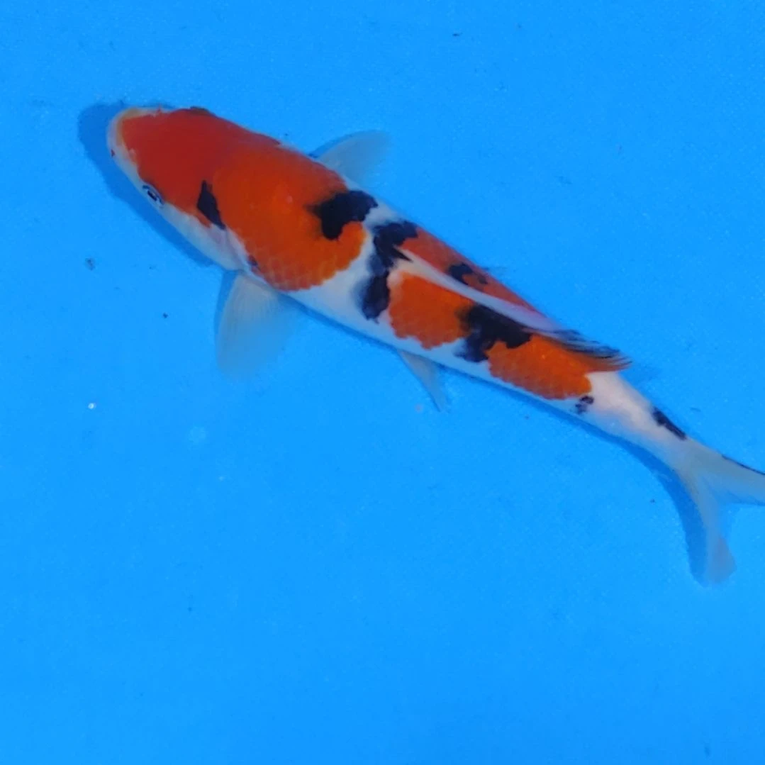 锦鲤20公分手术过不寄养可代26国产赛