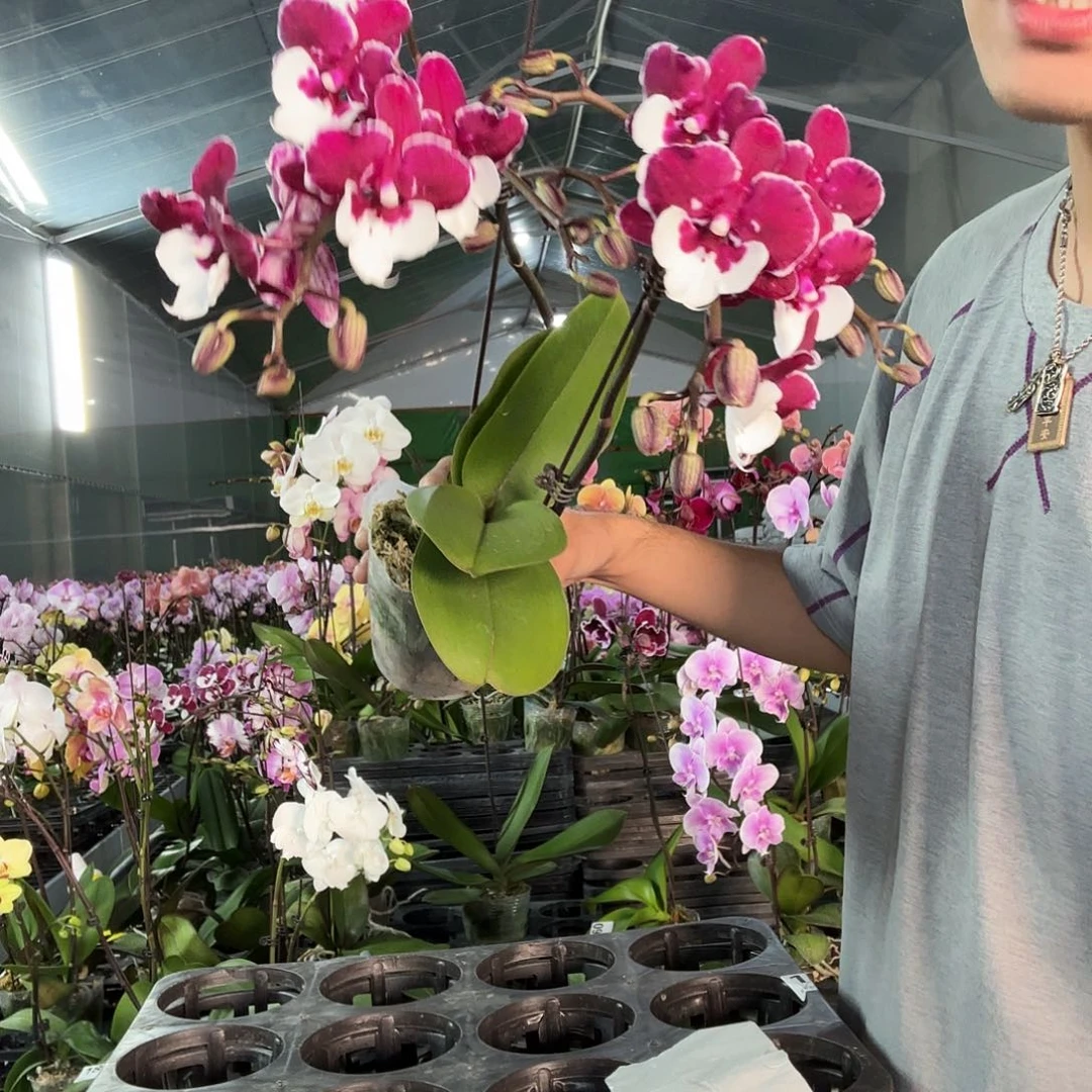 完全开放圣诞老人福利一个