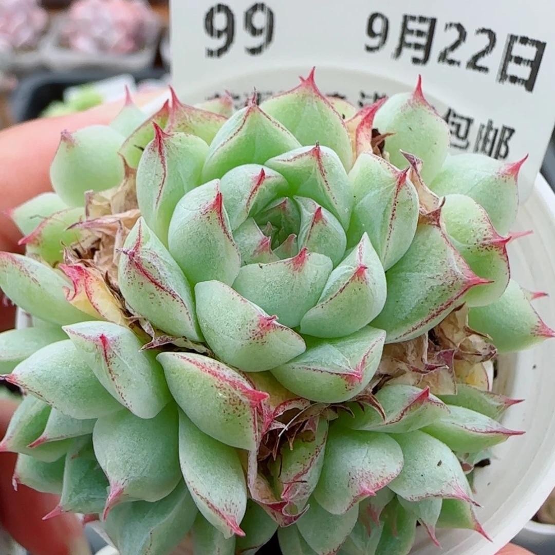 花语逸镜0922-99女王