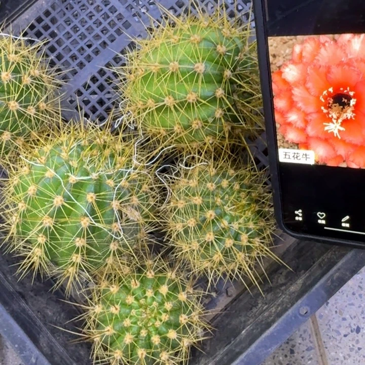 379毛花柱五花牛歪5公分左右无根侧牙,20包邮