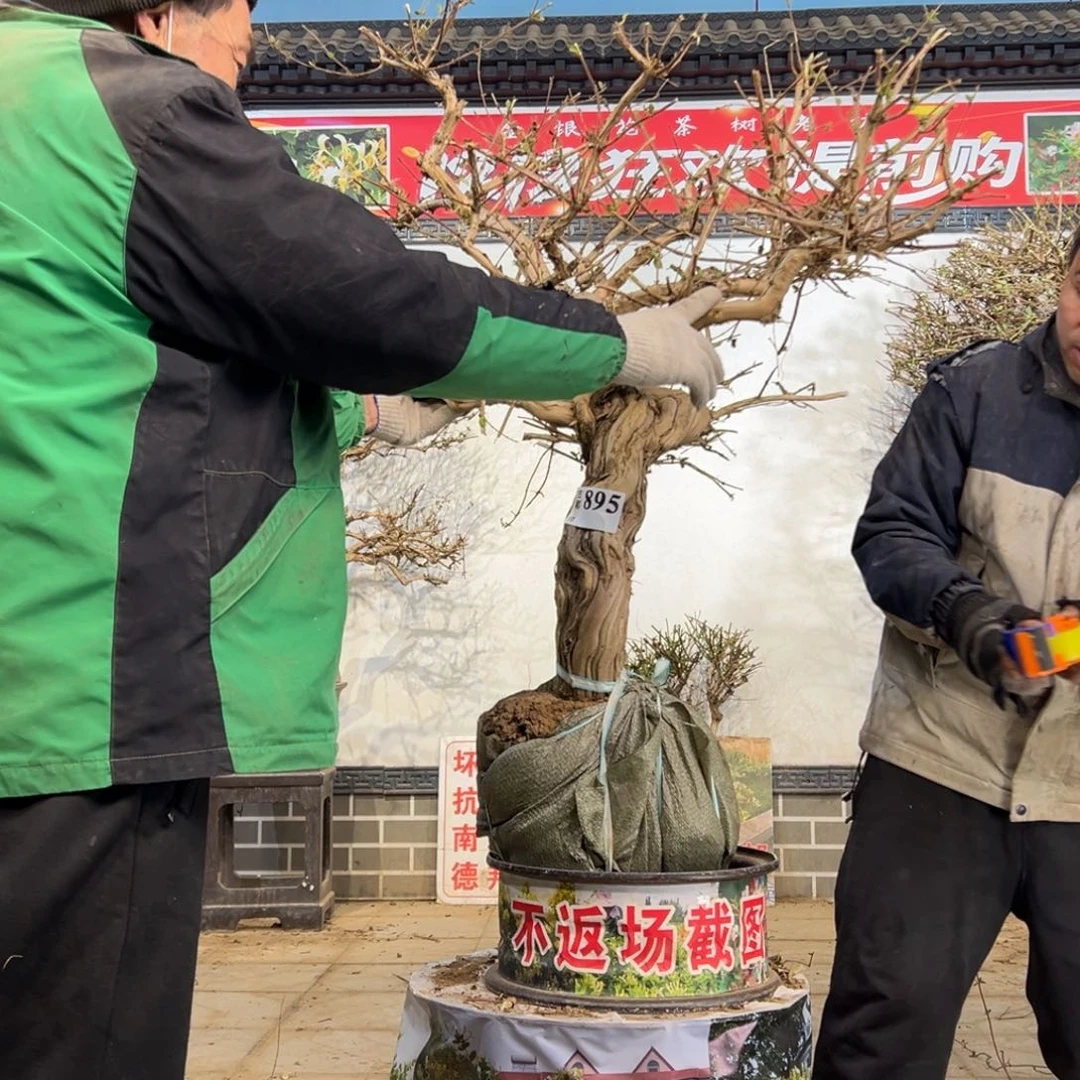 无花朵金银花88888888888888