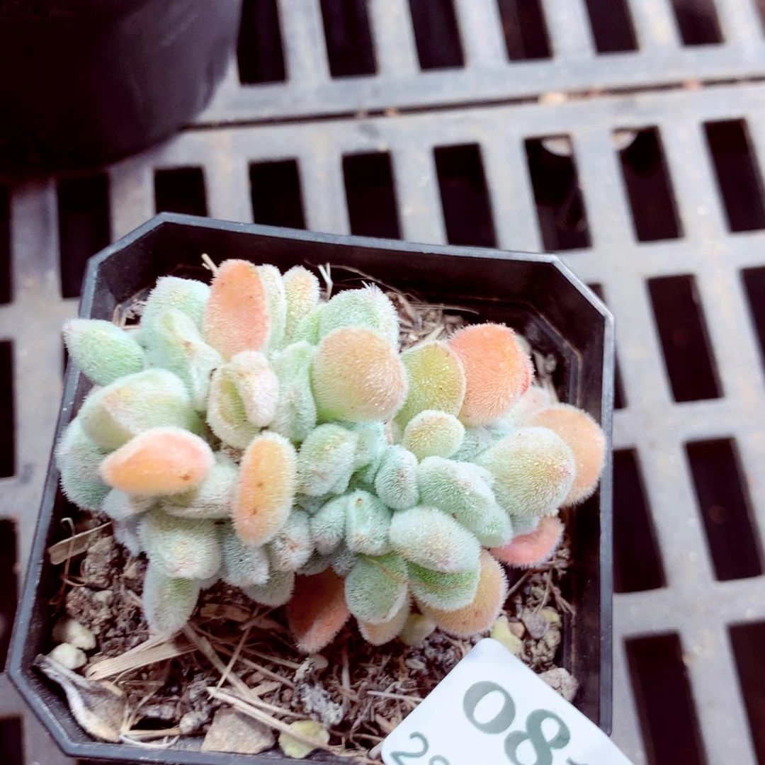 5厘米盆精控多肉081