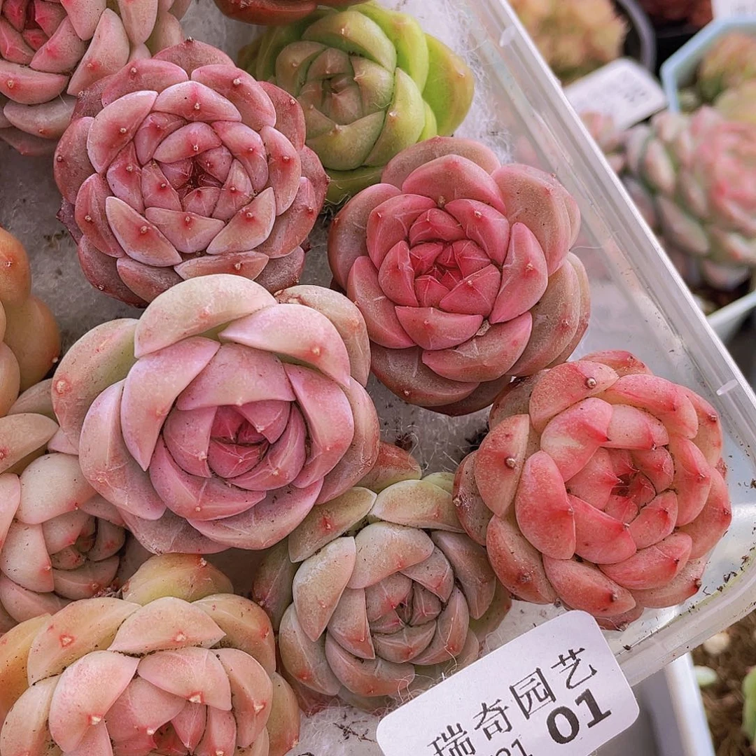 00000000000001量拍