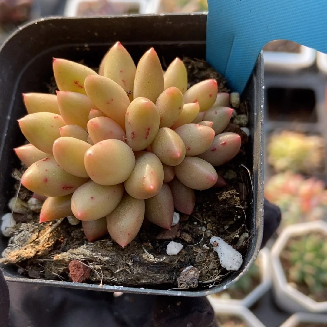 1003水晶球多肉植物