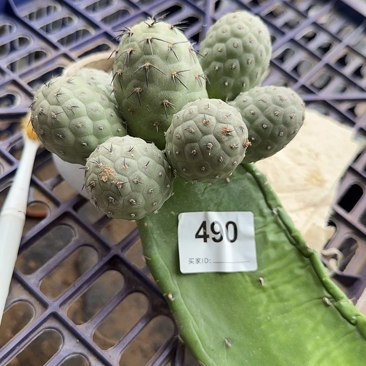 苗接绿皮习志野490