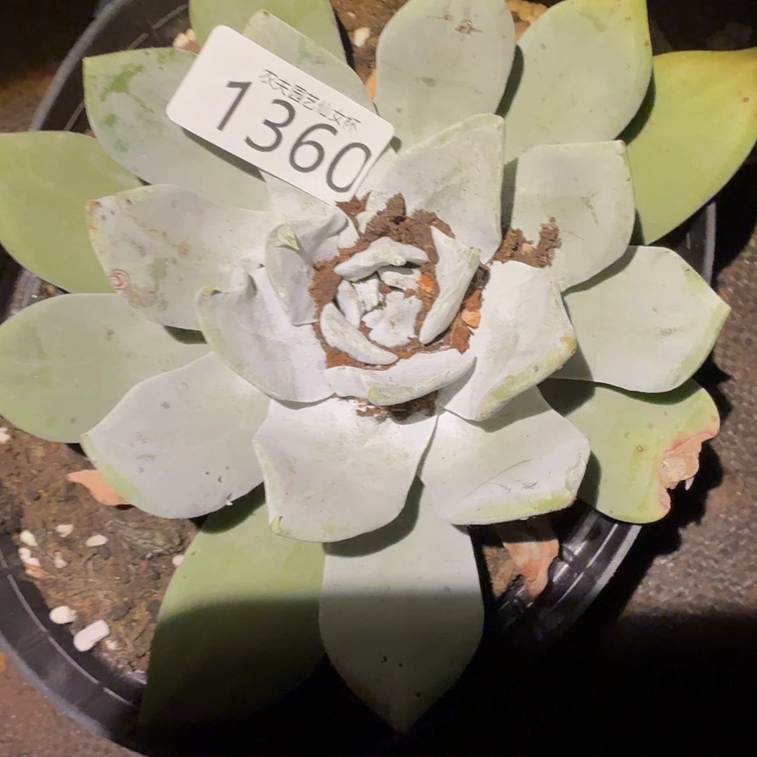 3代杂交仙女杯仙女杯俄经济