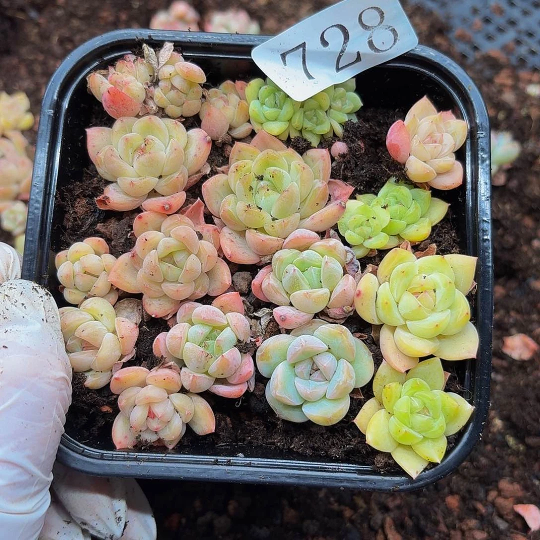 多肉植物多肉植物728