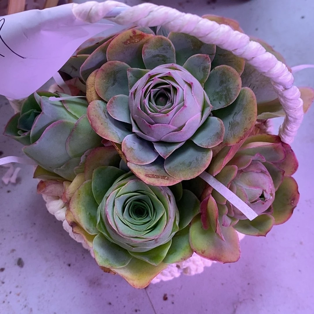 红陶小柒花篮926