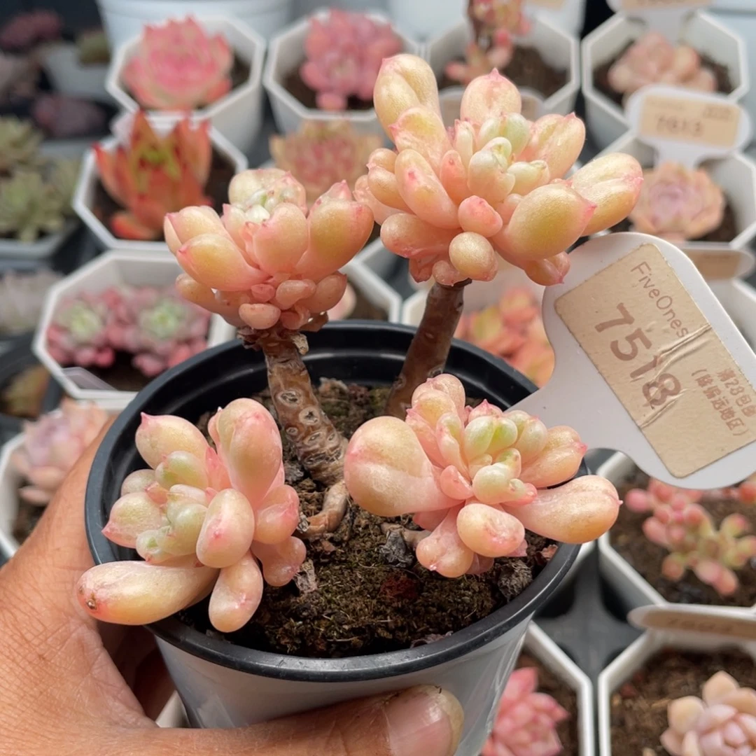 比尔盖茨7518-8.0厘米