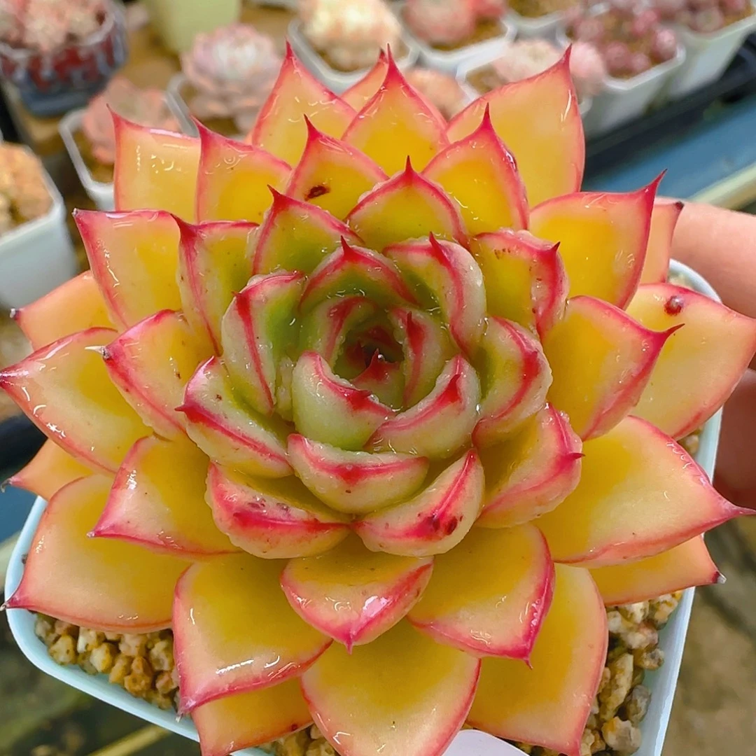 海洋之歌，636，仙农出品多肉