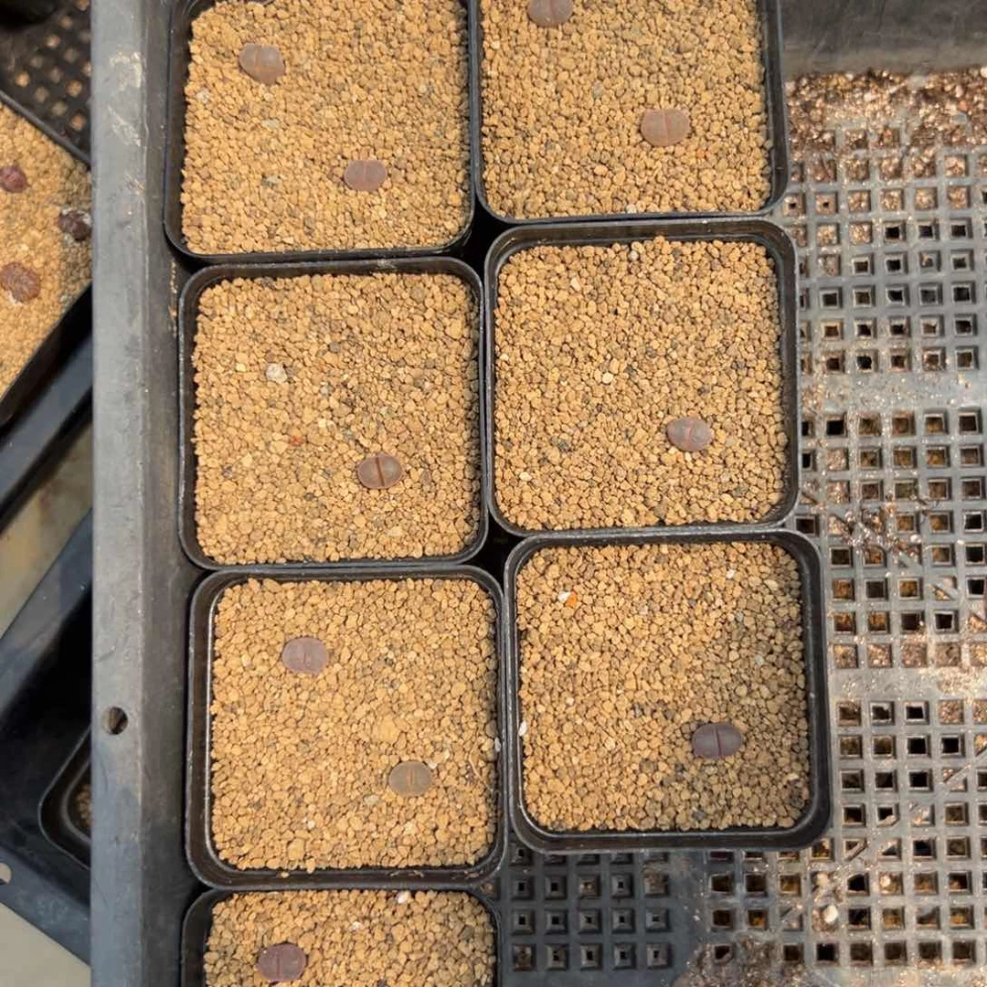 18-123量拍白花c10风铃一颗