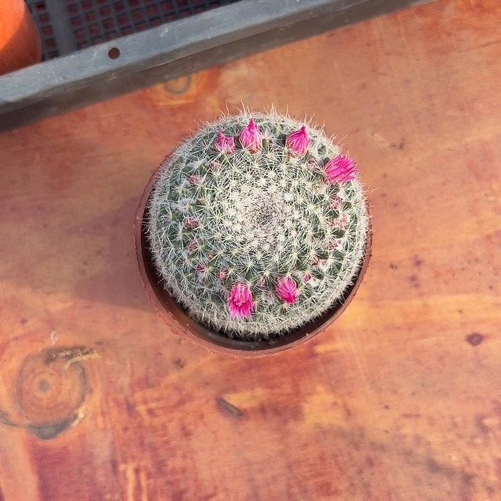 一**卷玉翁仙人球仙人球