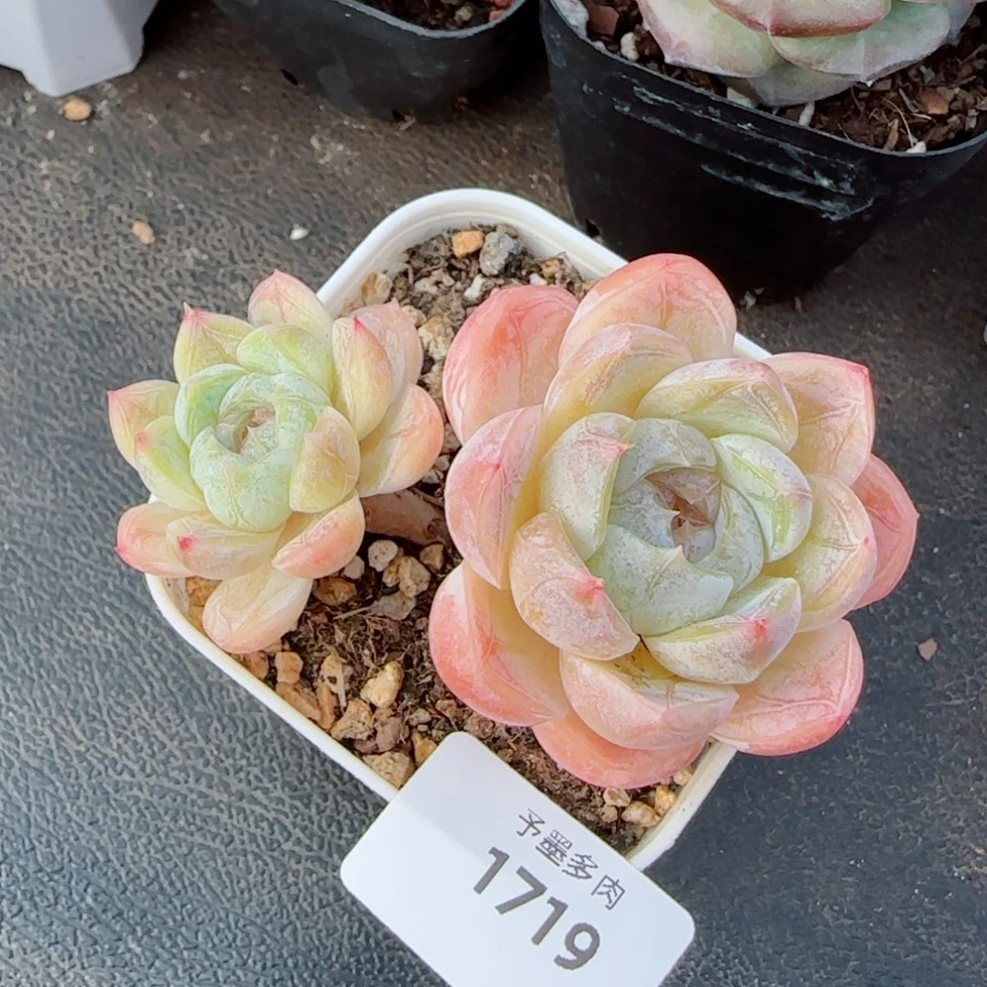 胖虎，1719多肉植物