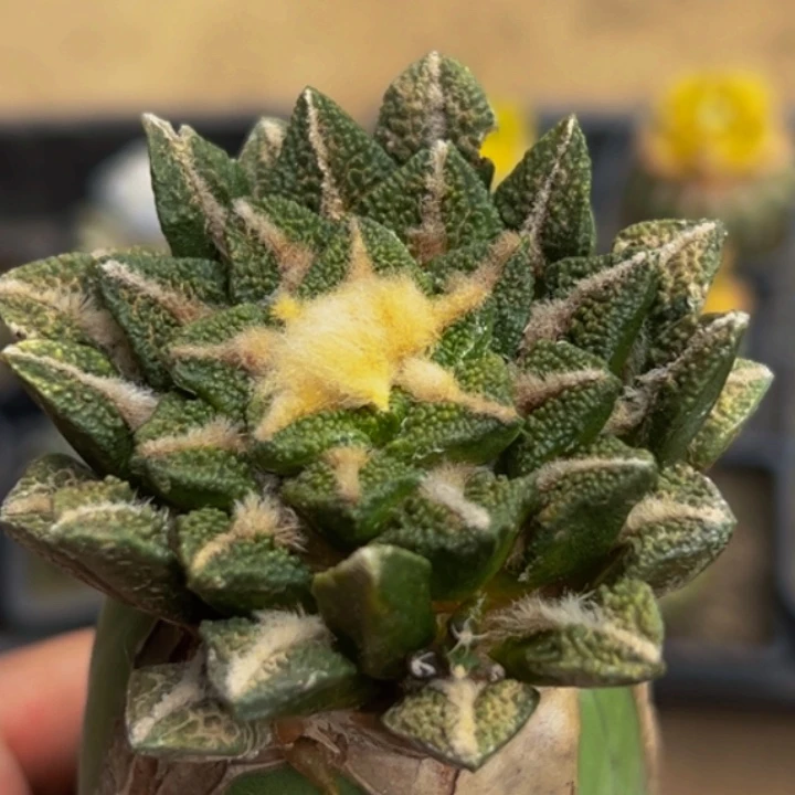 无花朵龙蛇兰大尤黑牡丹366