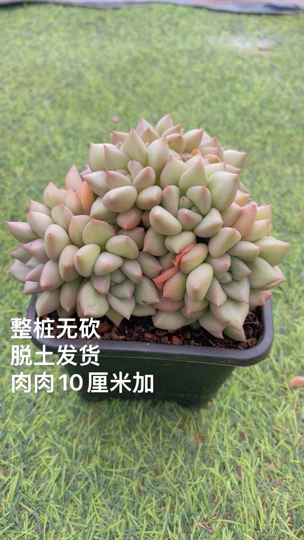 12#象牙群 多肉植物