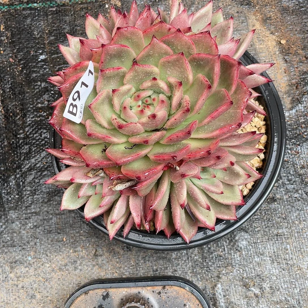 若如东云单拍B911