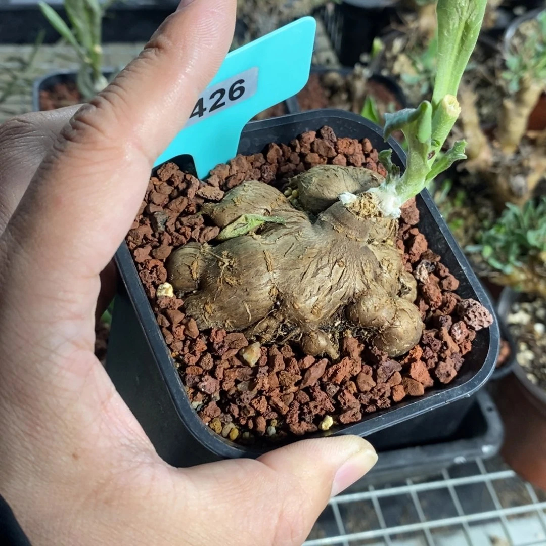 海星厚炖菊一个多肉