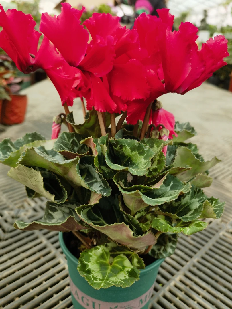 仙客来！好养耐活！拍一发二全疆发货，包邮