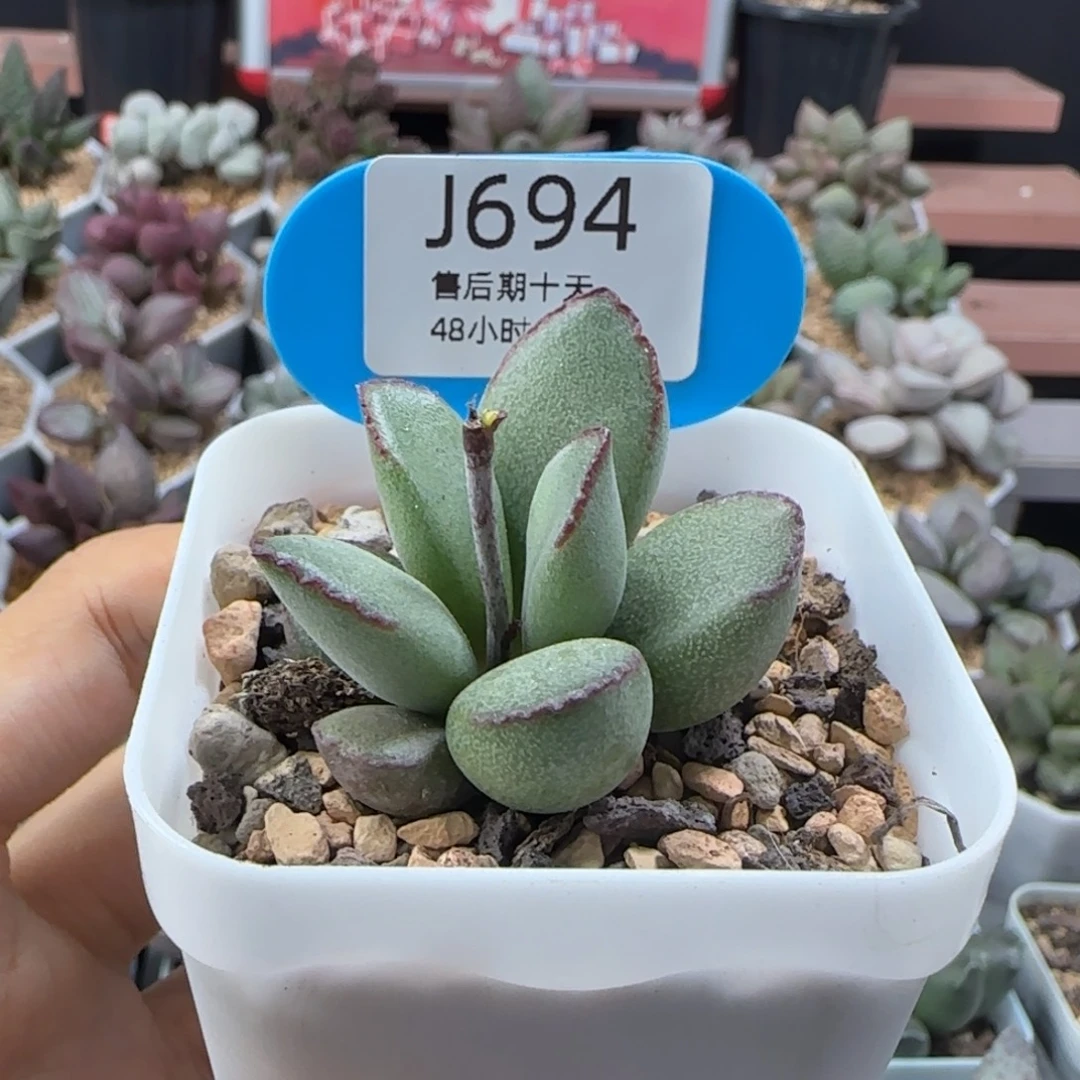 杨***力实物实拍。     694。